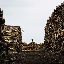 Man standing on logs on field against clear sky