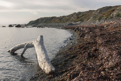 View of horse in water