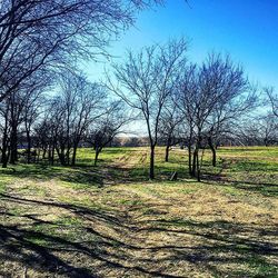 Bare trees on field