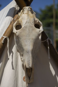 Close-up of animal skull