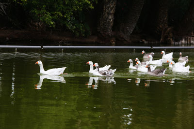 Birds swimming in lake