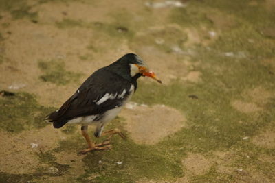 High angle view of bird perching on a field