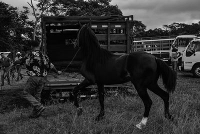 Side view of horse on field against sky