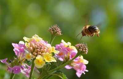 Close-up of bee pollinating on flower