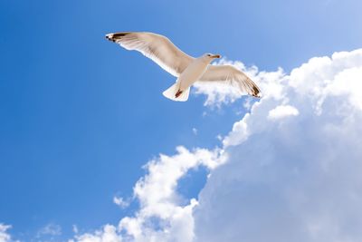 Low angle view of seagull flying against sky