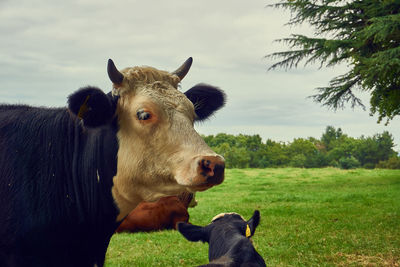 Cows in a field