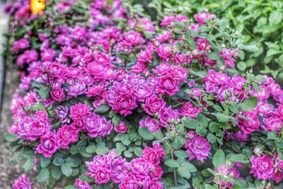 Close-up of pink flowers