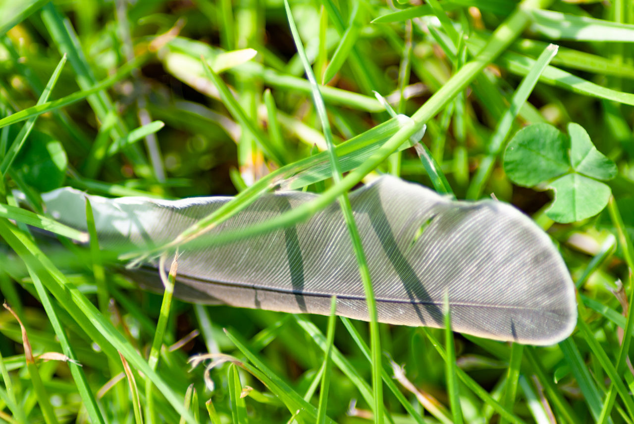 CLOSE-UP OF BUTTERFLY ON LEAF IN GRASS