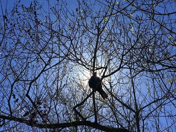 Low angle view of silhouette bird on bare tree
