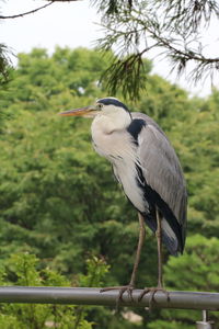 Close-up of bird perching on railing