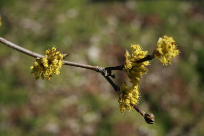 Close-up of yellow flowering plant