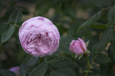 Close-up of pink rose flower