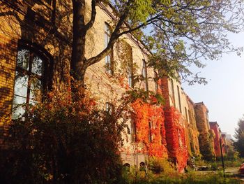 Low angle view of trees in autumn