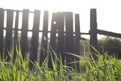 Close-up of grass against sky