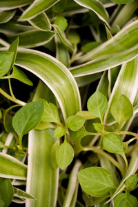 Close-up of green leaves