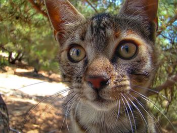 Close-up portrait of a cat