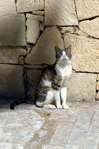 Portrait of cat yawning outdoors