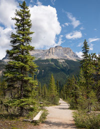 Scenic view of pine trees by mountains against sky