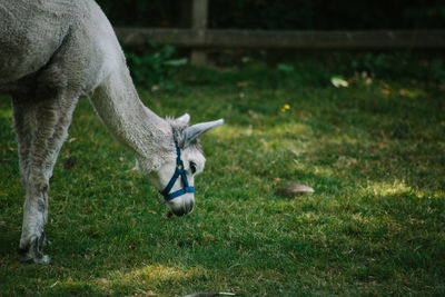 View of a horse on field