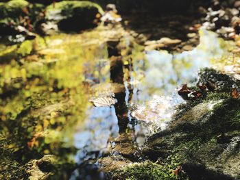 Close-up of plants growing on rock