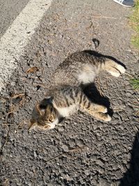 High angle view of cat