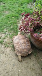 High angle view of a turtle on field