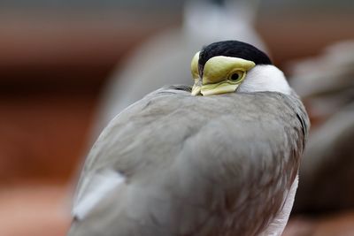 Close-up of bird