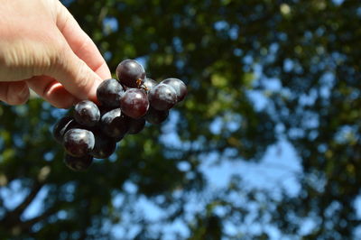 Zoom on grapes  with forest background