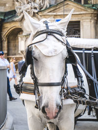 Horse cart in street
