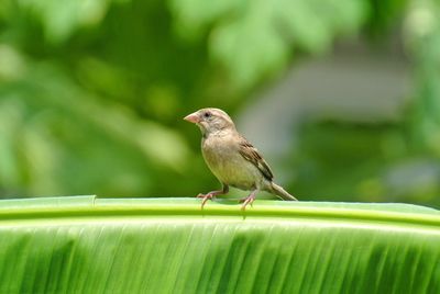 Close-up of bird perching on leaf