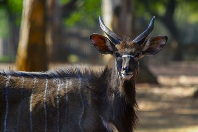 Portrait of deer in a forest