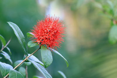 Close-up of red flowering plant