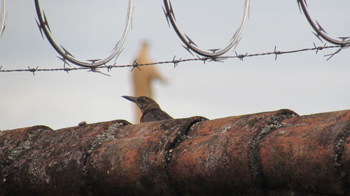 Close-up of fence against bird