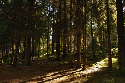 View of trees in forest