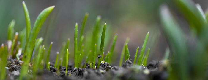 Close-up of plant growing on field