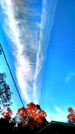 Low angle view of trees against blue sky