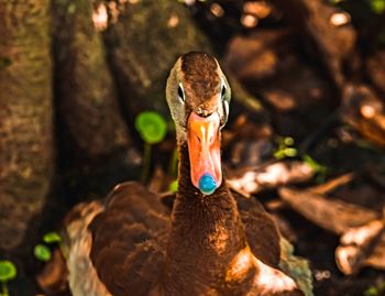 Close-up of a bird on field