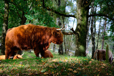 Highland cattle by tree in forest