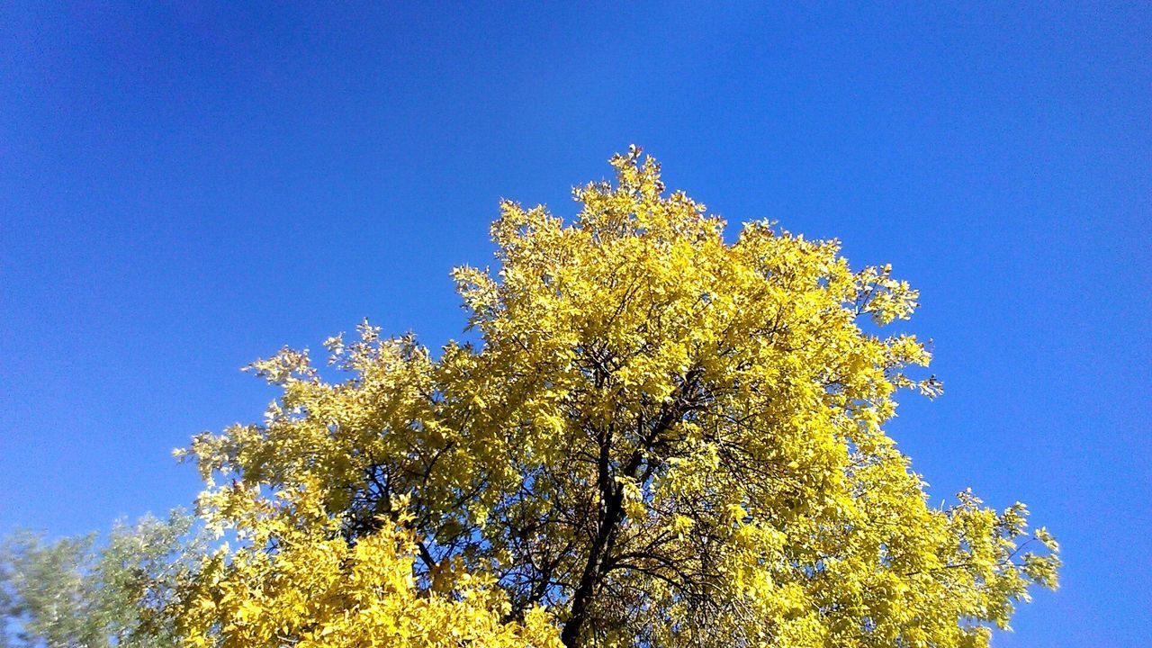 LOW ANGLE VIEW OF TREE AGAINST BLUE SKY