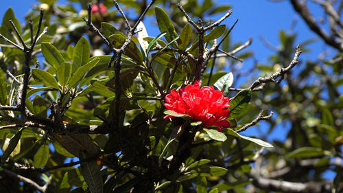 Close-up of red flowering plant