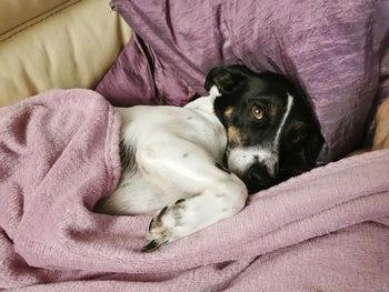 Dog sleeping on bed at home