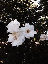Close-up of white flowers