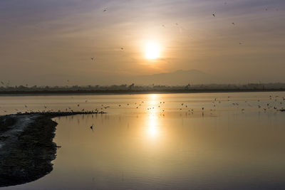 Flock of birds flying over sea