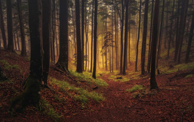 Trees in forest