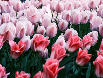 Full frame shot of flowers