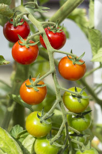 Close-up of tomatoes on tree