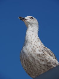 Low angle view of seagull against clear blue sky