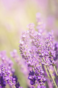 Close-up of purple flowering plant on field