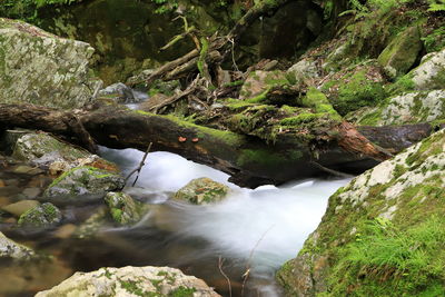 Stream flowing through rocks in forest