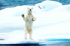 animal themes, one animal, mammal, white color, sea, domestic animals, water, focus on foreground, pets, winter, dog, nature, snow, cold temperature, animals in the wild, wildlife, full length, day, outdoors, seagull